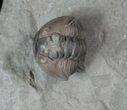 Large Flexicalymene Trilobite With Roller #13380-2